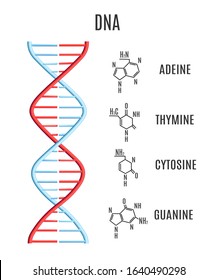 Vector DNA molecule with chromosomes and subunits - adeine, thymine, cytosine, guanine. Helix spiral with genetic code. Molecular biology studies concept. Biotechnology science, education design