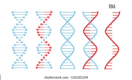 Vector Dna Rna Molecule Structure Chromosomes Stock Vector (Royalty ...