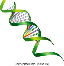 Vector DNA Strand