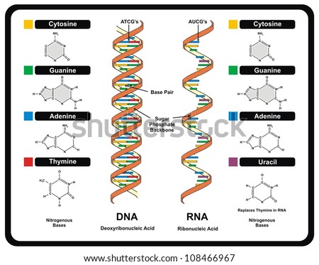 Vector DNA vs RNA infographic diagram structure cytosine guanine adenine thymine uracil genetic chromosome gene molecule concept part base pair sugar phosphate backbone biology science education 