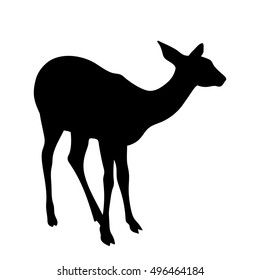Vector doe silhouette isolated on white background