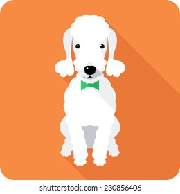 Vector dog Bedlington Terrier sits icon flat design 