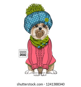 Vector dog with blue hat, checkered scarf and pink pullover. Hand drawn illustration of dressed dog.