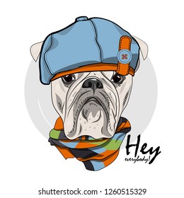 Vector dog with blue hat and checkered scarf. Hand drawn illustration of dressed bulldog.