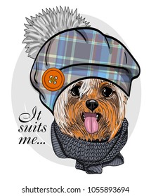 Vector dog with blue knitted hat and scarf. Hand drawn illustration of dressed dog.