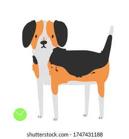 Vector dog breed beagle. The illustration is isolated on a white background.