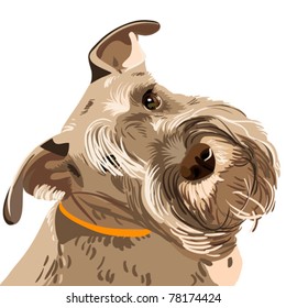vector dog breed bearded Miniature Schnauzer color of pepper and salt closeup