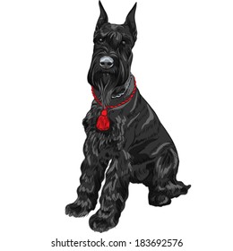 Vector dog breed Giant Schnauzer color black isolated in the white background