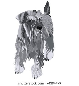 vector dog breed Miniature Schnauzer color pepper and salt