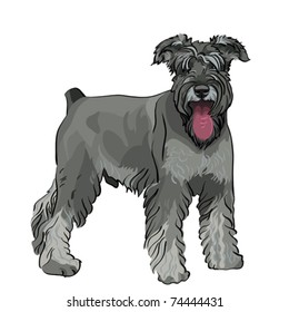 vector dog breed Miniature Schnauzer color pepper and salt with his tongue hanging out