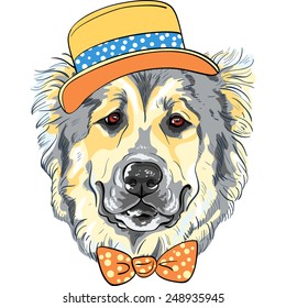 vector dog Caucasian Shepherd Dog breed in yellow hat and orange bow tie