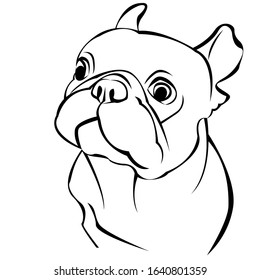 Vector dog French bulldog icon flat design.
French bulldog.