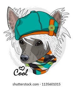 Vector dog with green cap and checkered scarf. Hand drawn illustration of dressed Chinese Crested Dog.