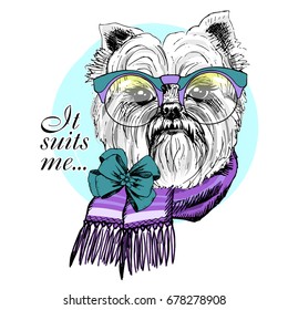 Vector dog with green glasses, violet scarf and bow. Hand drawn illustration of dressed yorkshirterer

