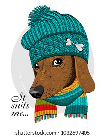 Vector dog with green knitted hat and scarf. Hand drawn illustration of dressed dachshund.
