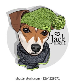Vector dog with green knitted hat and scarf. Hand drawn illustration of dressed Jack Russell terrier.