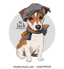 Vector dog with grey hat and knitted scarf. Hand drawn illustration of dressed Jack Russell terrier.