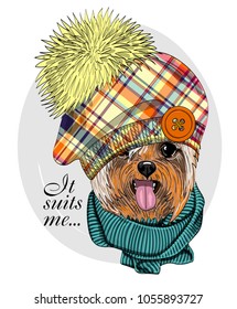 Vector dog with hat and scarf. Hand drawn illustration of dressed dog.