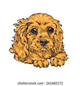 Vector Dog head Golden