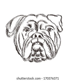 the vector dog head illustration
