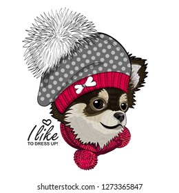 Vector dog with knitted hat and red scarf. Hand drawn illustration of dressed chihuahua.