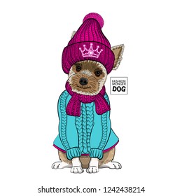 Vector dog with knitted hat, scarf and blue  pullover. Hand drawn illustration of dressed poodle.
