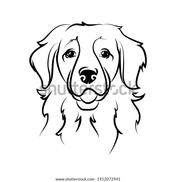 Vector Dog Labrador Golden Retriever Breed Stock Vector (Royalty Free ...