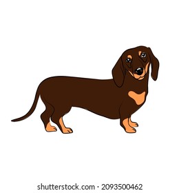 perro vector largo pedigrree dachshund pegatina lindo