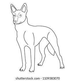 Vector dog on white background