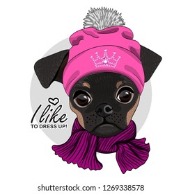 Vector dog with pink hat, crown and knitted scarf. Hand drawn illustration of dressed brabancon.