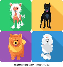 Vector dog Poodle, Chow-chow, Chinese Crested and Cane Corso  breed face icon flat design 