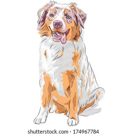 Vector dog Red Australian Shepherd breed (Aussie or little blue dog)