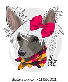 Vector dog with red bow and scarf. Hand drawn illustration of dressed Chinese Crested Dog.