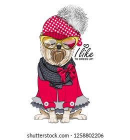 Vector dog with red hat, yellow glasses, knitted scarf and red blouse. Hand drawn illustration of dressed dog.