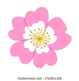 vector dog rose flower (Rosa canina) isolated on white background