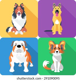 Vector dog Rough collie, Papillon, German shepherd and English Bulldog breed face icon flat design 