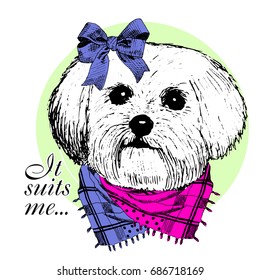 Vector dog with scarf and blue bow. Hand drawn illustration of dressed dog