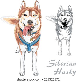 Vector dog Siberian Husky breed standng and smiling