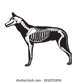 Vector dog skeleton. Bones anatomy poster, isolated on white background