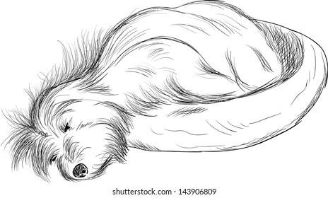 vector - Dog sleeping in dog bed ( Cotton de Tulear) , isolated on background