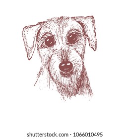 Vector dog terrier, vintage hand-drawn engraving