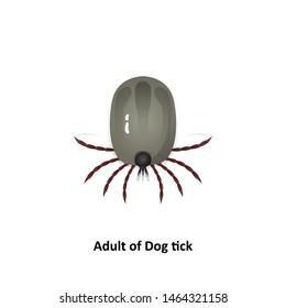Vector dog tick on a white background Bite the pet Is an insect species The life cycle of an egg is an embryo for an adult teenager.