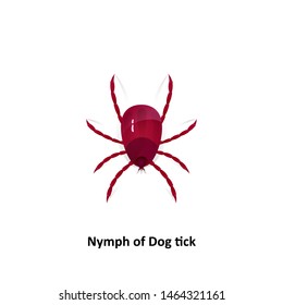 Vector dog tick on a white background Bite the pet Is an insect species The life cycle of an egg is an embryo for an adult teenager.
