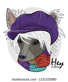 Vector dog with violet cap and knitted scarf. Hand drawn illustration of dressed Chinese Crested Dog.