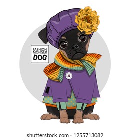 Vector dog with violet hat, yellow flower, knitted scarf and dress. Hand drawn illustration of dressed brabancon.