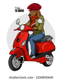 Vector dog-man with a red moped. Hand drawn illustration of dressed dachshund. 