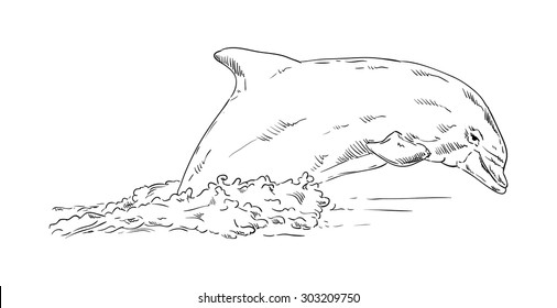 vector -  Dolphins  jumping out of the water