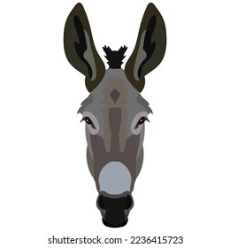 Vector donkey face isolated. Poster, banner, print advertisement, web design element. Livestock, cattle animals.