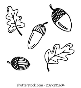 Vector doodle autumn set with acorns and oak leaves isolated on white background. Cute illustration for seasonal design, textile, decoration kids playroom or greeting card. Hand drawn gifts of fall.