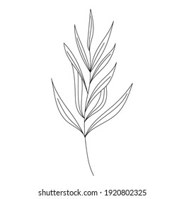Vector doodle branch. Silhouette of plant.